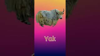 Learn the letter Y and its sound  Fun Phonics for Kids [upl. by Georglana240]