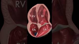 Heart Ultrasound in Stunning 3D Animation Explained by Medical Experts [upl. by Murtha414]