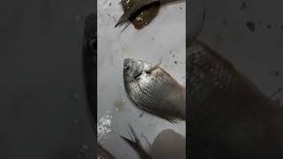 Sea bream 🙄food trending shots shotsvideo instagram instareels seafood fishing [upl. by Erida]