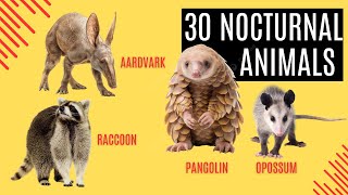 30 Essential Nocturnal Animals Every Wildlife Enthusiast Needs to Know [upl. by Wyatan685]