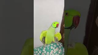 parrot parrottalking birds parrotlover funny talkingparrotscareandroutine cutebirds [upl. by Tarazi]