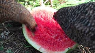 Got a deal on an ALDI watermelon for my chickens [upl. by Hess]