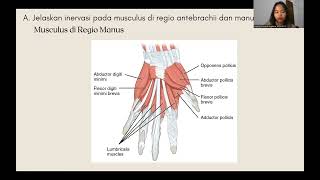 REGIONAL ANTEBRACHIUM DAN MANUS [upl. by Selassie538]