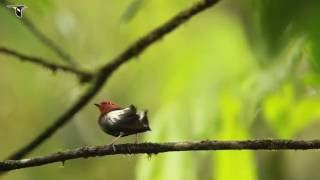 ClubWinged Manakin Dance [upl. by Bremser]