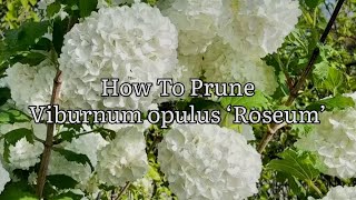 How To Prune Viburnum Opulus ‘Roseum’ How To Cut Back Viburnum Opulus Guelder Rose Get Gardening [upl. by Partan]