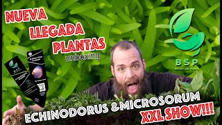 Nueva llegada de plantas BSP SHOW para acuarios XXL amazónicos y asiáticos  UNBOXING [upl. by Mharba]