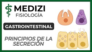 Clase 47 Fisiología Gastrointestinal  Principios básicos de la Secreción IGdoctorpaiva [upl. by Enail]