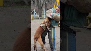 💪Powerful attack of a huge Malinois GUARDODESSA Police dog training Odessa Ukraine [upl. by Cj]