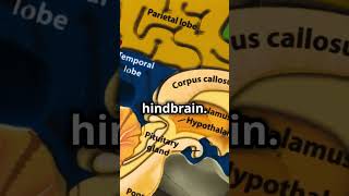 Brain and its Parts cbseclass10biology brainanditspartsCNScontroland coordinationlobes of brain [upl. by Liliane]