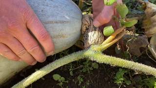 Winter Squash Harvest Tips [upl. by Dorothy]