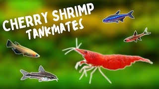 BEST Cherry Shrimp TANKMATES  TOP 10 [upl. by Schaaff21]