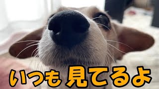 【17歳ハイシニア犬】いつも母の側にいたい老犬ジャックラッセルテリア [upl. by Krum]