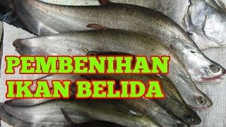 Pembenihan Ikan Belida [upl. by Osbourne488]