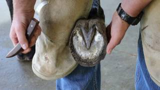 Casey Horseshoeing School Basic Hoof Prep Part1 [upl. by Terrye]