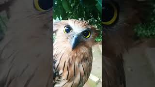 did the scare you owl animals birds funny wildlife birdsofprey owlcam cute [upl. by Ahsimin]