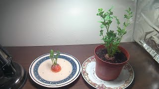 How To Grow Carrot Tops With Time lapse [upl. by Groscr]