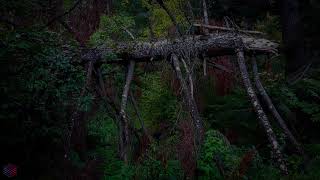 Eerie Forest  unsettling soundscapes from weird natural places [upl. by Gristede]