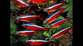 Aquarium Красные неоны на фоне мхов в аквариуме 60 л [upl. by Nnairol]