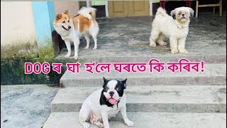 Dog Wound Treatment  Dog Maggots Treatment At Home [upl. by Aruat]