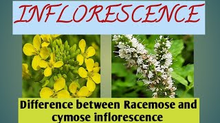 Difference between Racemose and cymose inflorescence inflorescenceracemosecymose [upl. by Belldame]