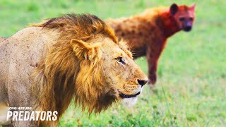 Lions amp Hyenas A Gruesome Rivalry for the Ages [upl. by Feinleib80]