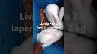 Livraisonlapereaux lapin elevage cuniculture rabbit [upl. by Tace]