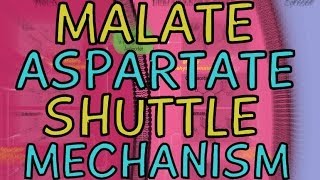 The MalateAspartate Shuttle Mechanism [upl. by Htebizile573]