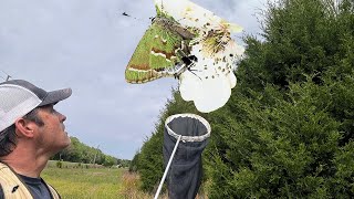 CATCHING OLIVE HAIRSTREAK BUTTERFLIES IN A POWERLINE CUT NORTH FLORIDA [upl. by Rehsu]