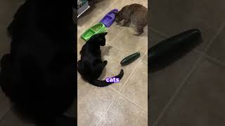 Why are cats SCARED of cucumbers 😨 [upl. by Haikan]