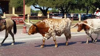 TEXAS LONGHORN CATTLE DRIVE at the Fort Worth Stockyards [upl. by Ahsenod]