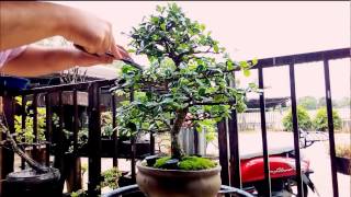 Fukien Tea Bonsai Trimming [upl. by Lahcim]