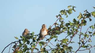 European Goldfinch Carduelis carduelis Landtong Rozenburg ZH the Netherlands 5 Oct 2024 11 [upl. by Ytsirk]