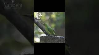 Leafbird  birdhide of vanoshi forest homestay [upl. by Leanahtan]