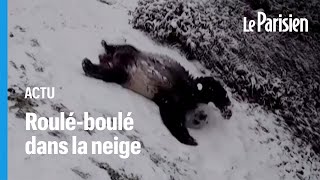 Glissades et roulades dans la neige  les adorables images des pandas du zoo de Washington [upl. by Morell]