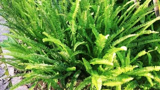 Fishbone fern  How to grow fishbone fern  Nephrolepis cordifolia [upl. by Northrop]