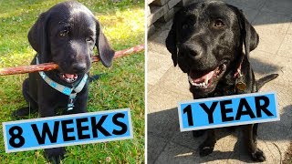 Black Labrador Puppy 8 Weeks to 1 Year  From Puppy to Dog [upl. by Assiluj123]