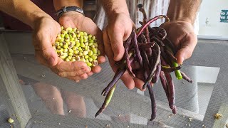 Southern Peas  Growing Harvesting amp Shelling  Okfuskee Farm [upl. by Nirik]