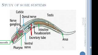 What are the metazoans tridermics PSEUDOCOELOMATES COURSE 12 [upl. by Aneloj]