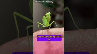 Little hunter animals facts mantis shorts funfacts education cute [upl. by Maitund181]