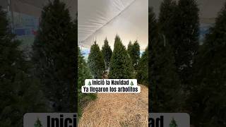 Inició la Navidad ya llegaron los arbolitos [upl. by Renwick]