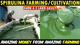 How To Start Spirulina Farming Business  Home Based Business Ideas [upl. by Donnell492]