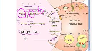 Pharmacology 284 a Thyroid hormone synthesis T3 T4 Gland Thyroxine TriIodoThyronine Iodine Steps [upl. by Imuya]