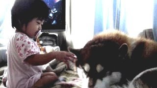 孫とハスキーアリス１歳前頃 husky dog Granddaughter Sleepy Alice [upl. by Akeem]