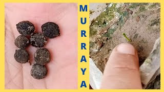 How to Grow Murraya Paniculata From Seeds  Marwa plant grow seeds at home  plants documentary [upl. by Gans]