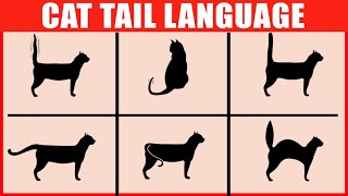 How to Read Your Cats Tail Language [upl. by Allison]