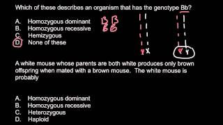 Homozygous heterozygous hemizygous haploid [upl. by Artcele]