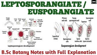 LEPTOSPORANGIATE amp EUSPORANGIATE  Difference Bsc botany Notes with Full Explanation ZBC [upl. by Anoniw]