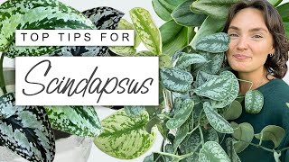 How To Make Your Scindapsus Flourish 🌿 TOP TIPS For Scindapsus Pictus [upl. by Kliment161]