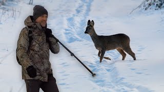 Rehe im Winter fotografieren [upl. by Asilem]