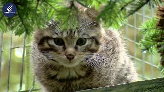 The Beautiful Scottish Wildcat [upl. by Haiasi443]